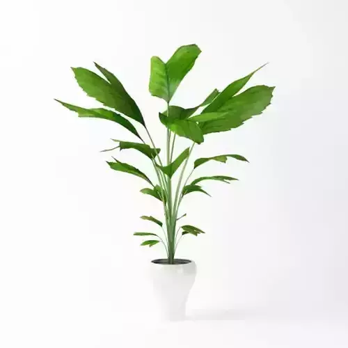 Bright Window House Plant