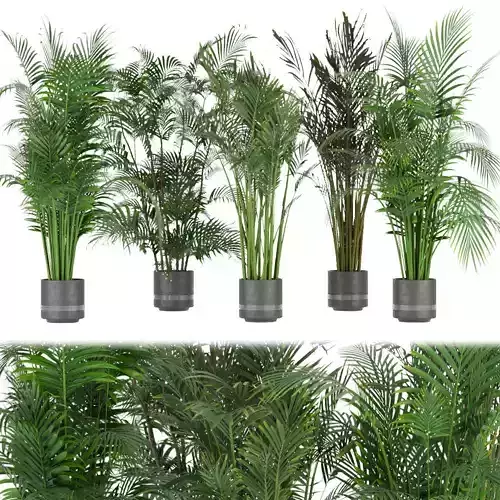 Collection plant vol 307 - indoor- palm - leaf 3D model