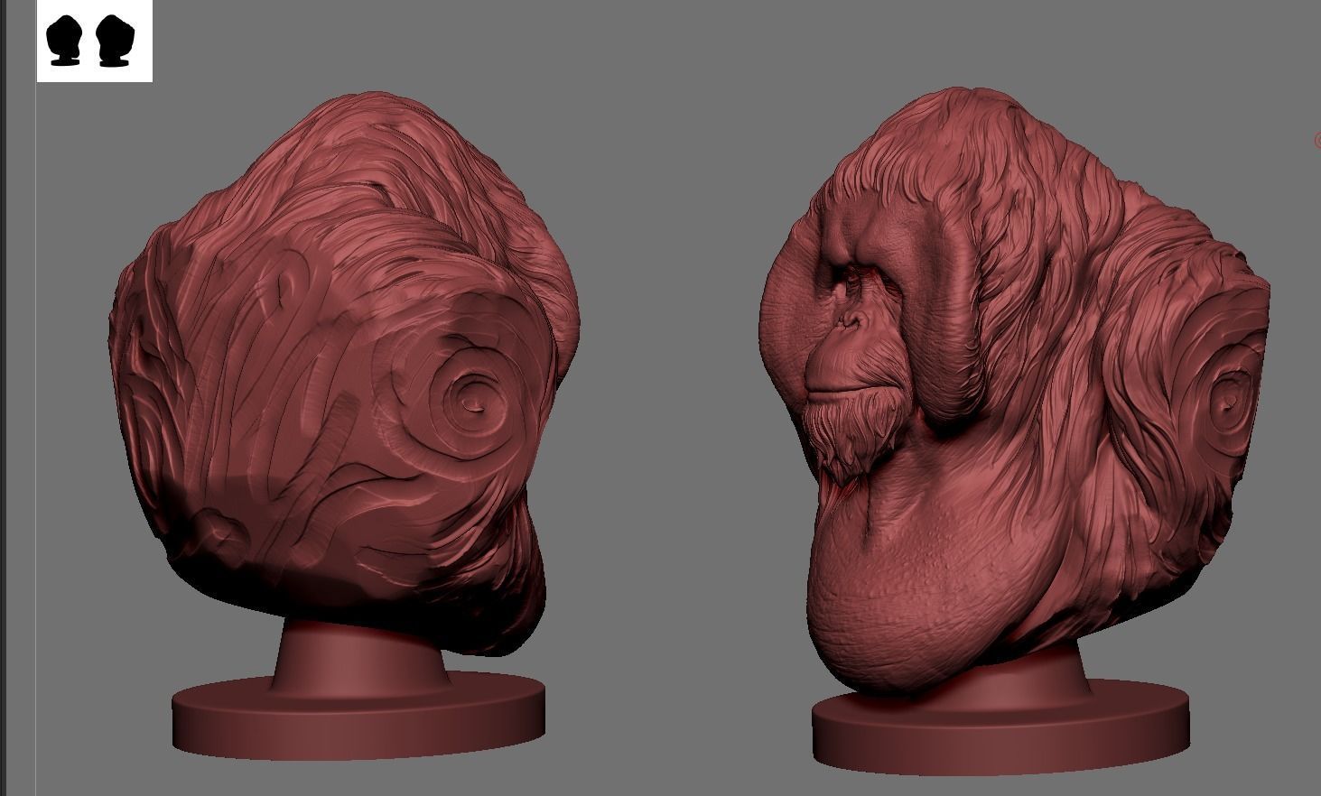 Orangutan Bust 3D print model_6