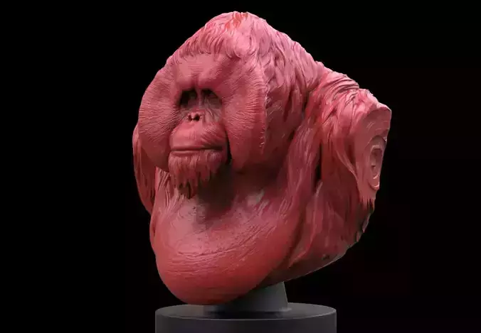 Orangutan Bust 3D print model