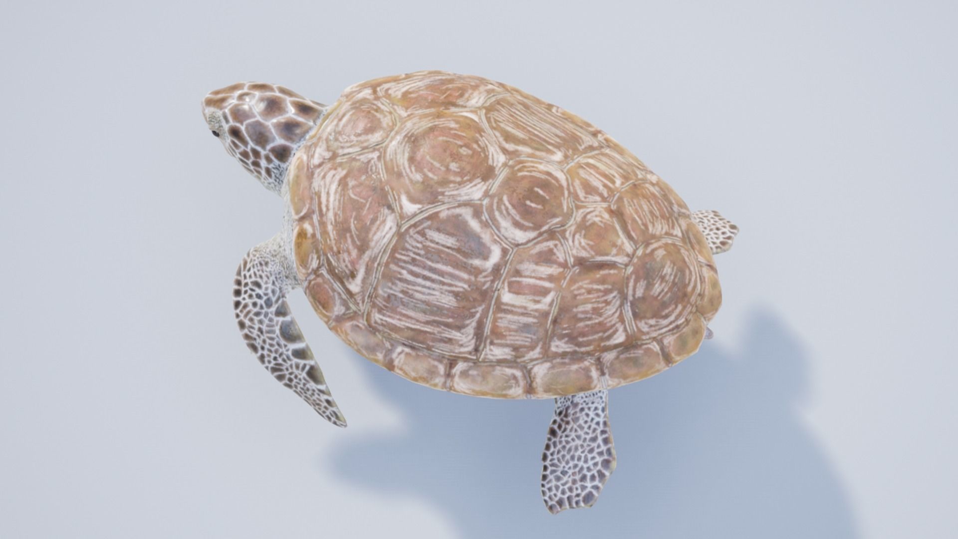 Green Turtle Low-poly 3D model_10