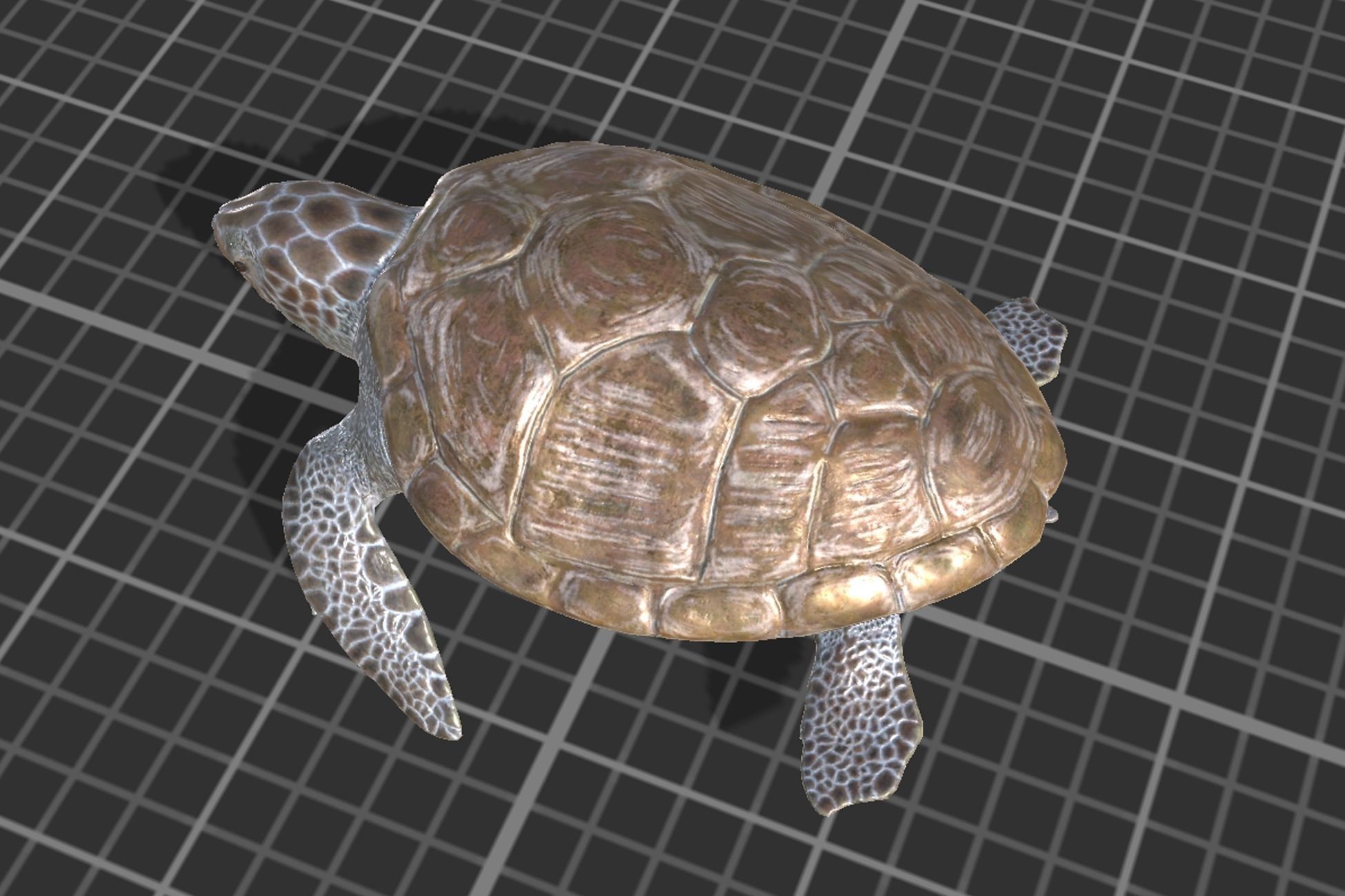 Green Turtle Low-poly 3D model_8