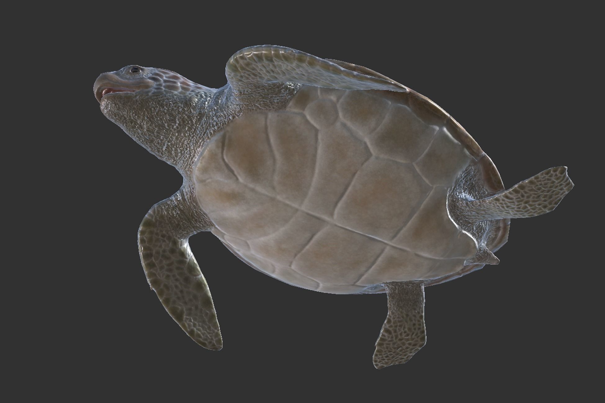 Green Turtle Low-poly 3D model_3