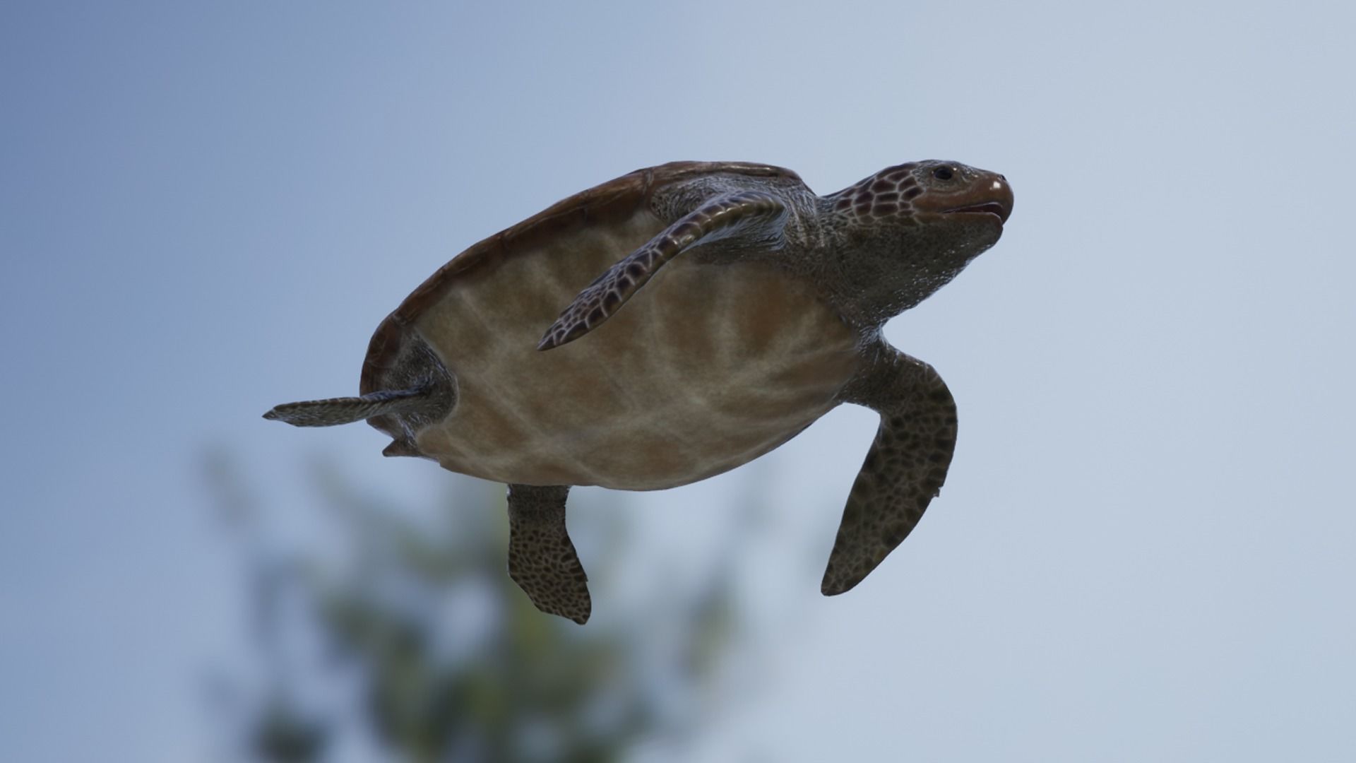 Green Turtle Low-poly 3D model_11