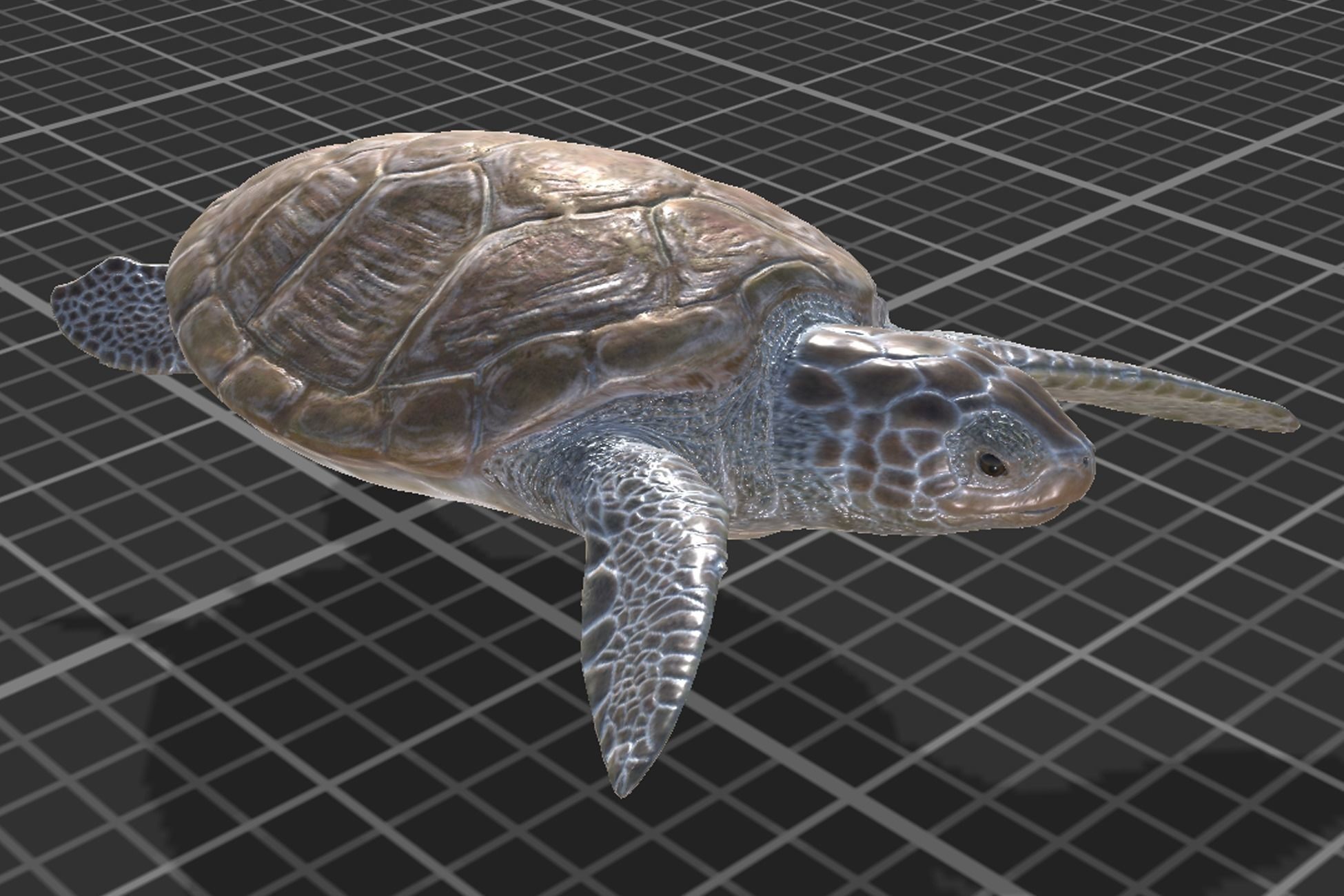 Green Turtle Low-poly 3D model_7