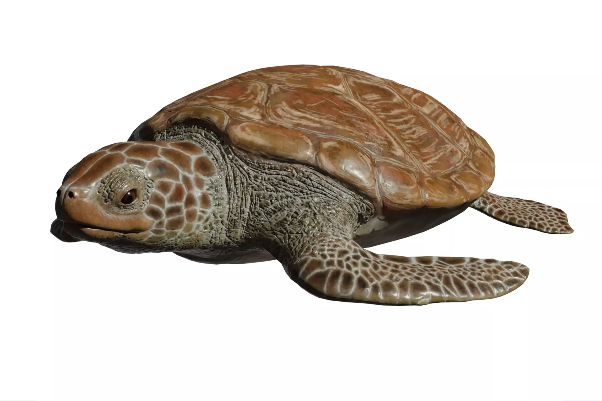 Green Turtle Low-poly 3D model_0