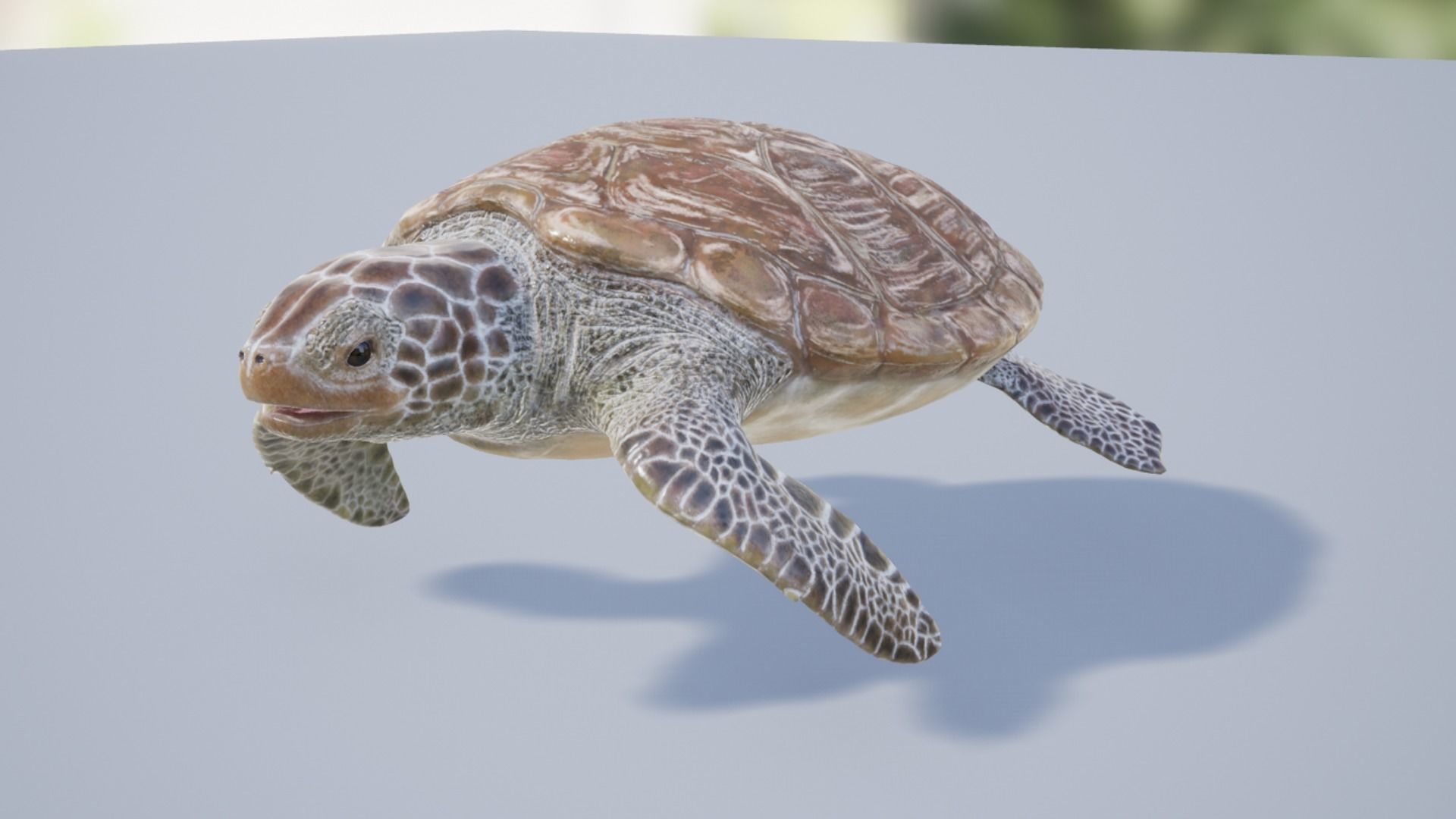 Green Turtle Low-poly 3D model_14