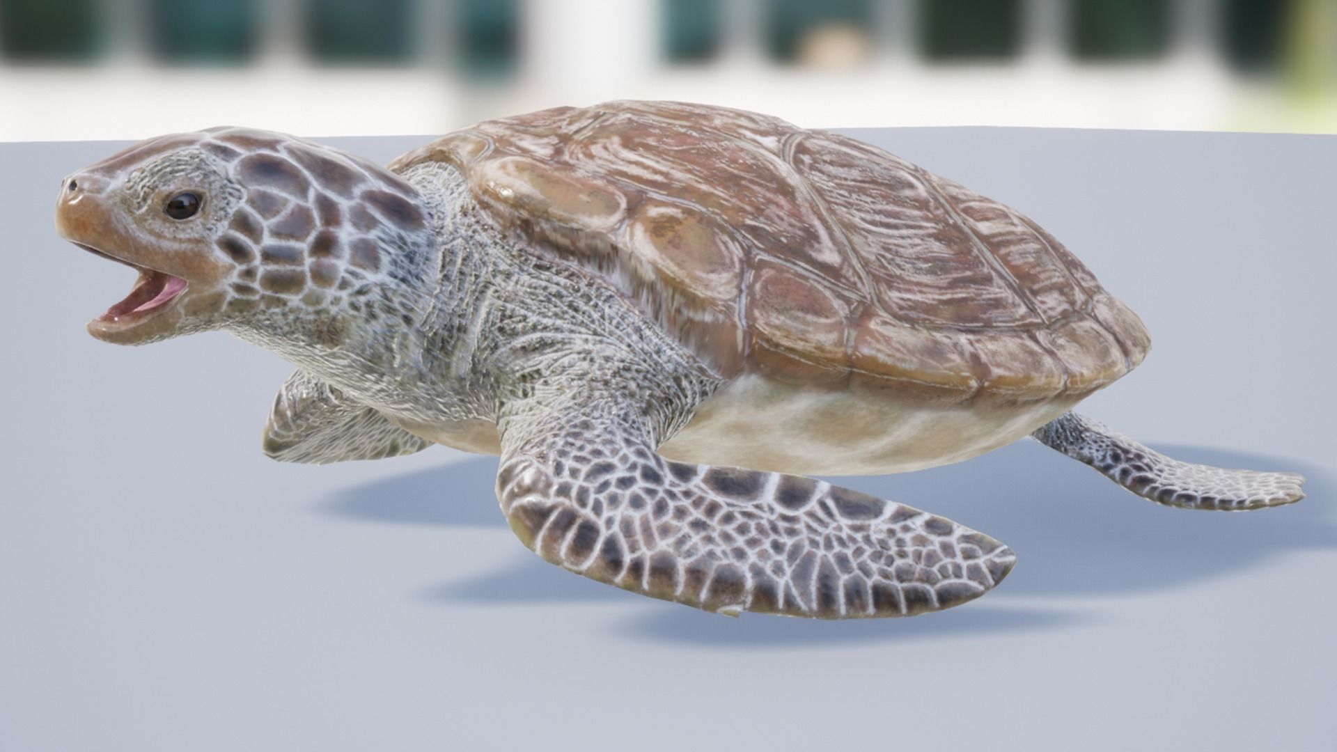 Green Turtle Low-poly 3D model_12