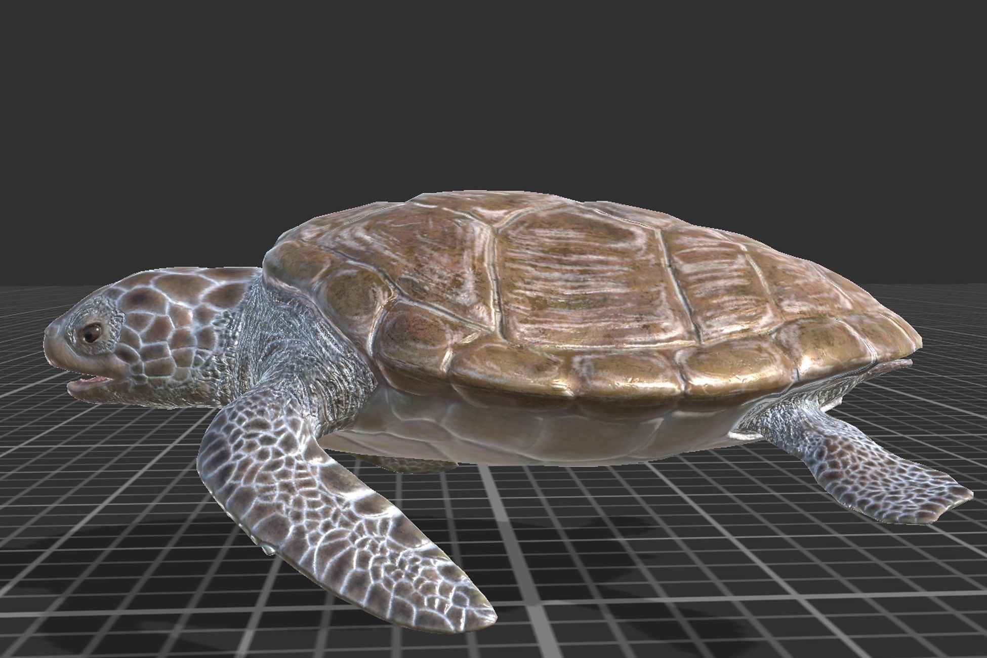 Green Turtle Low-poly 3D model_5
