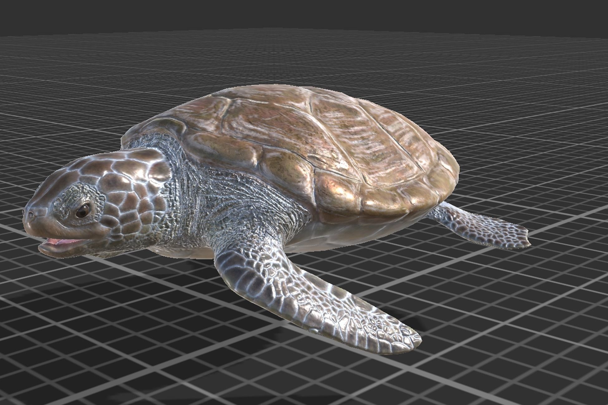 Green Turtle Low-poly 3D model_6