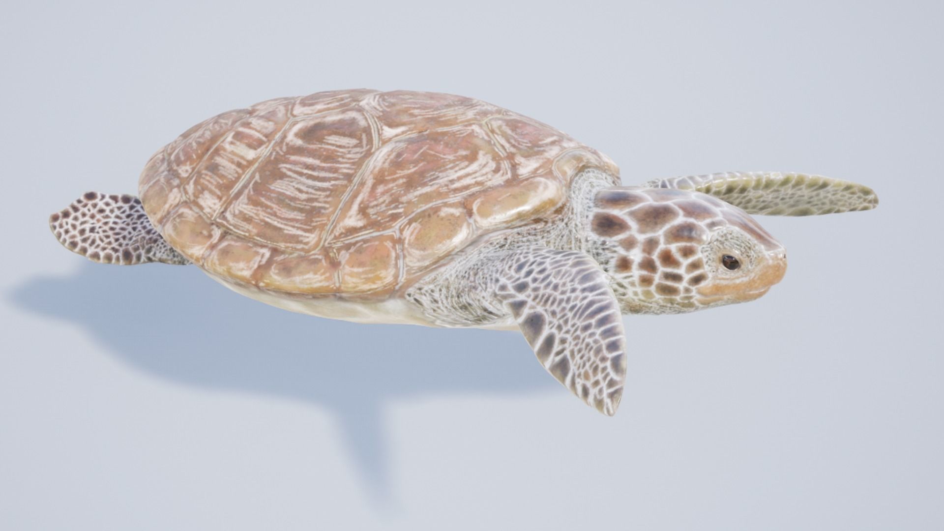 Green Turtle Low-poly 3D model_13