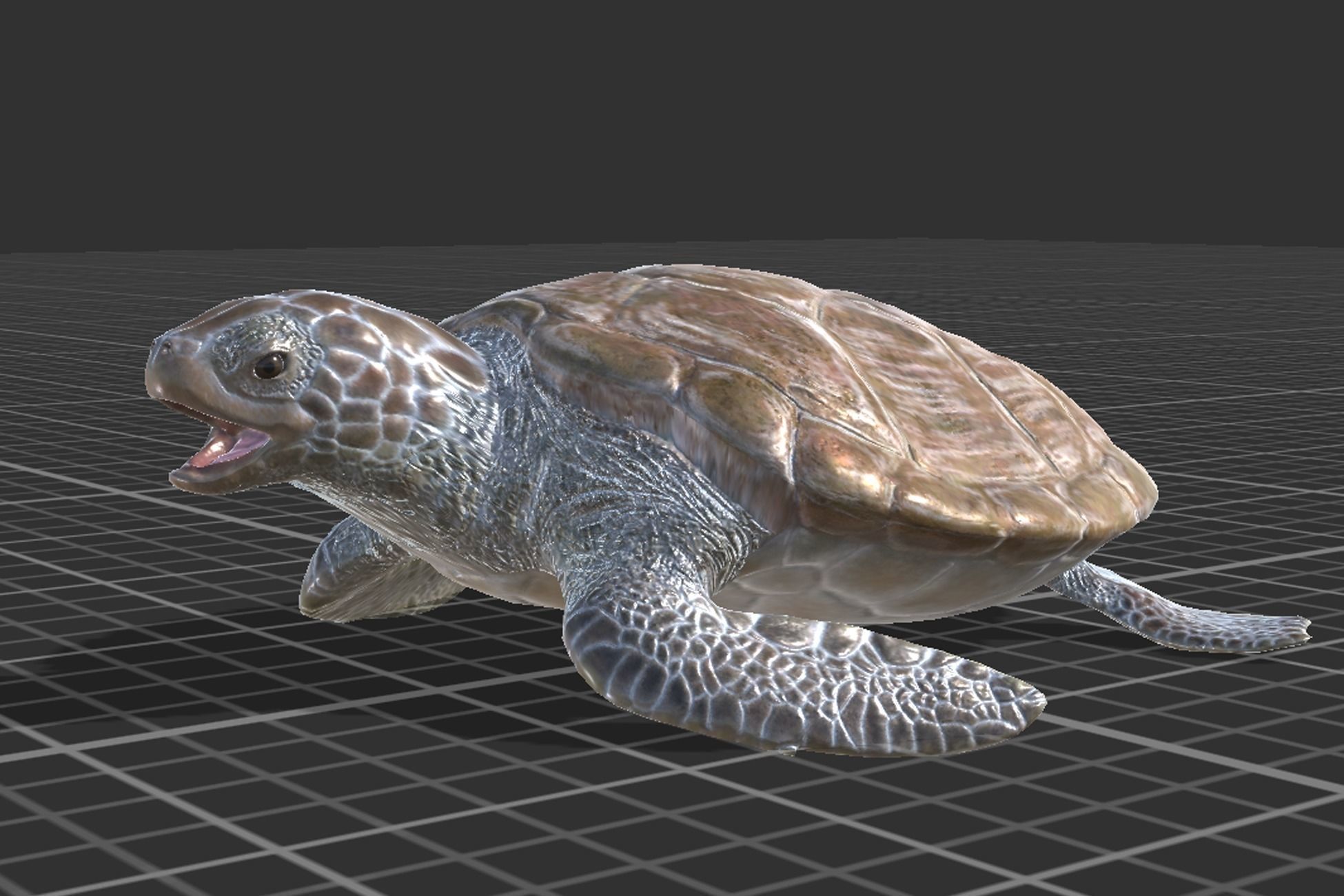 Green Turtle Low-poly 3D model_4