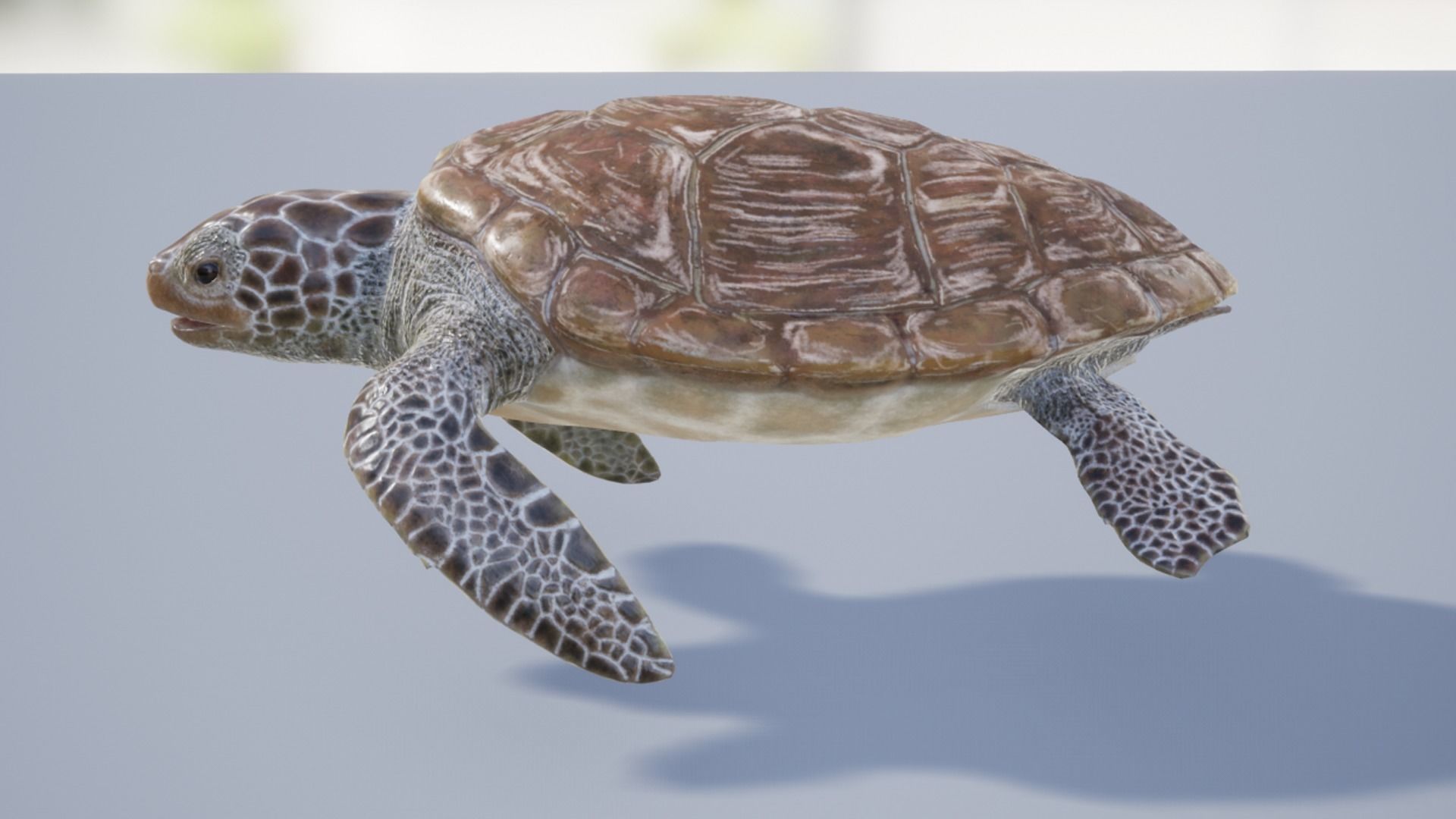 Green Turtle Low-poly 3D model_9