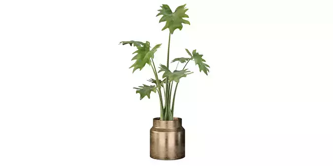 Philodendron xanadu in gold pot