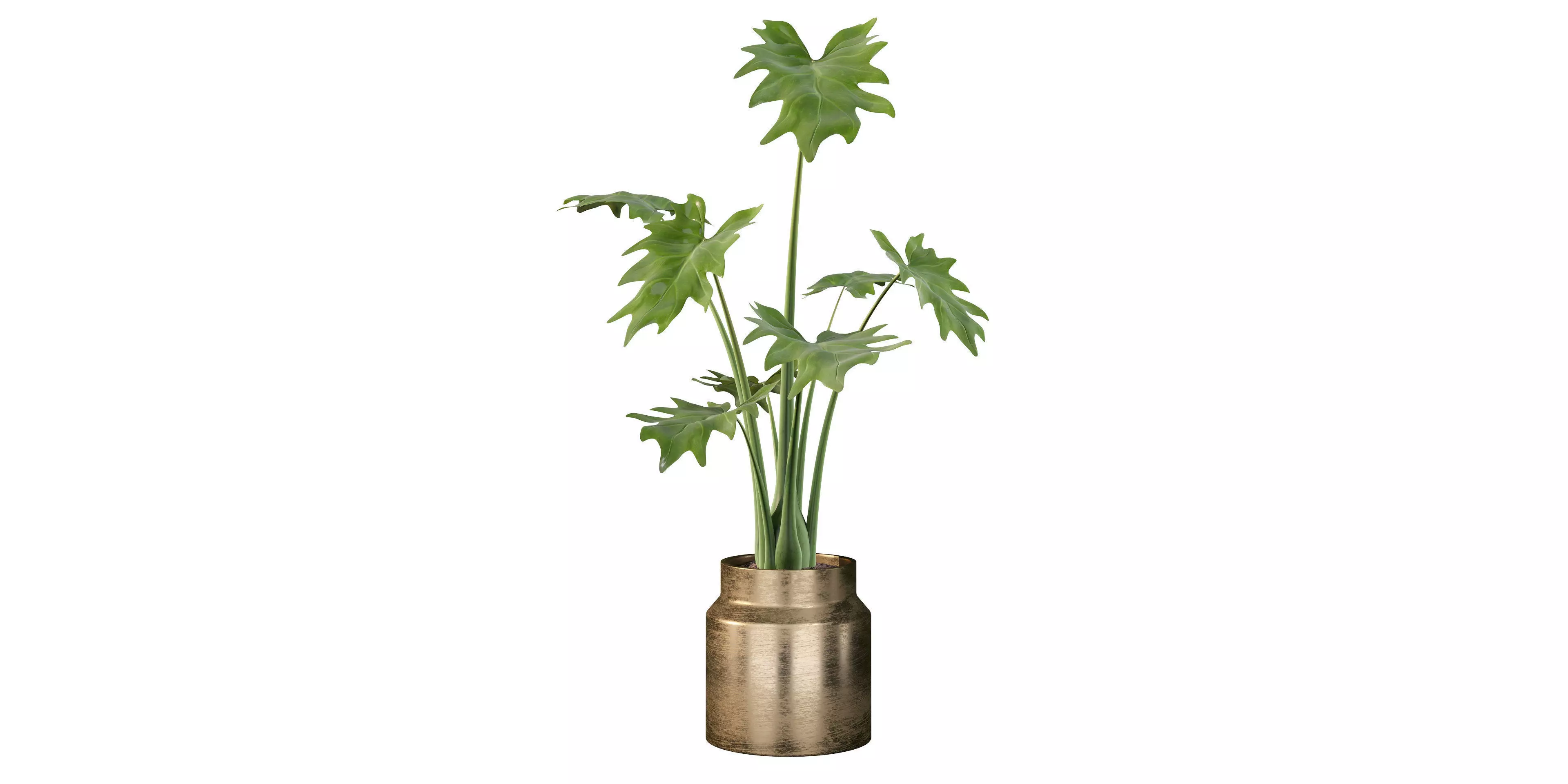 Philodendron xanadu in gold pot 3D model