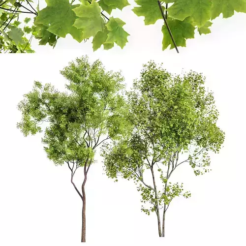 Real Tree Acer Saccharinum and Ghost Gum Summer 3D model