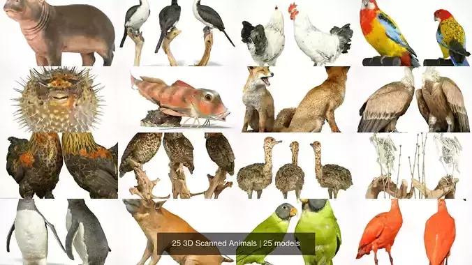 25 3D Scanned Animals 3D Model Collection