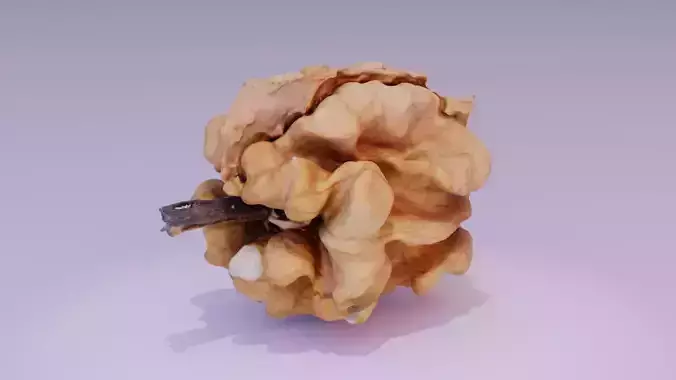 Walnut kernel high-poly