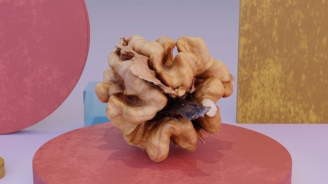 Walnut kernel high-poly 3D model 5