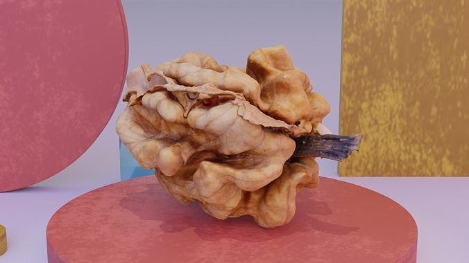 Walnut kernel high-poly 3D model 6
