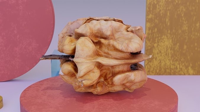 Walnut kernel high-poly 3D model 2