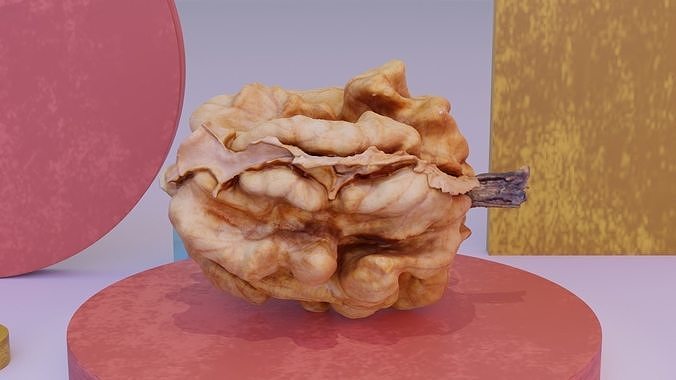 Walnut kernel high-poly 3D model 7