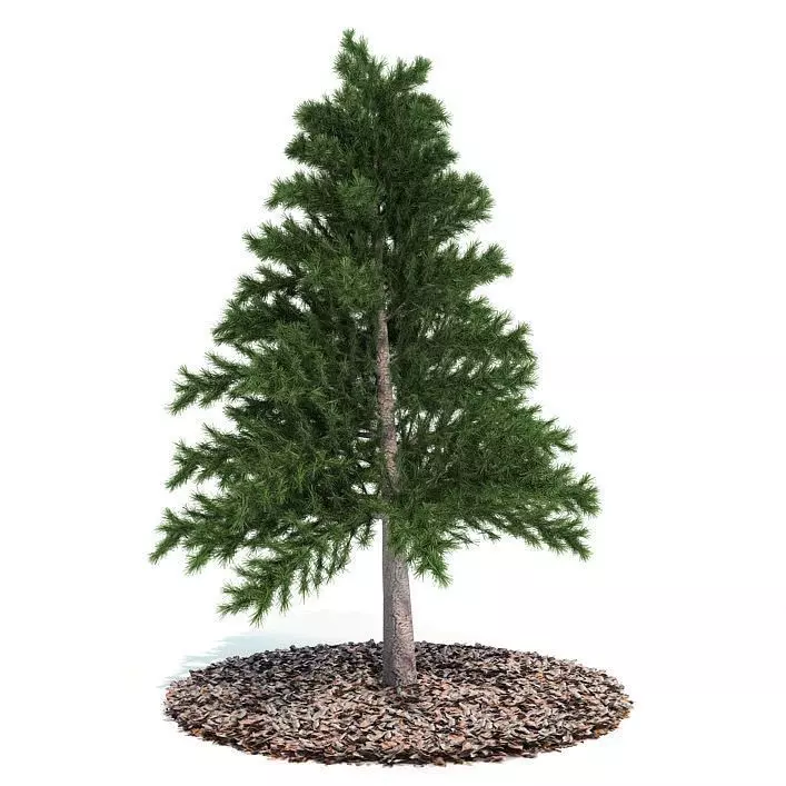 Decorative Miniature Tabletop Evergreen Pine Tree 3D model_0