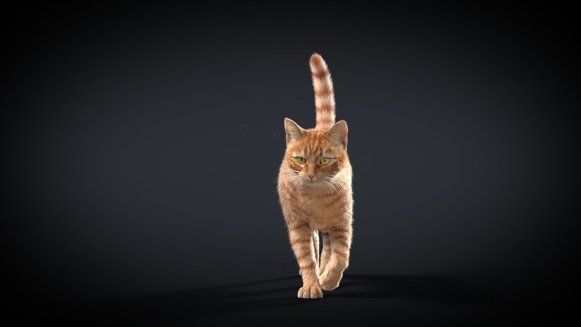 Orange Cat Animated VFX Grace 3D model_9