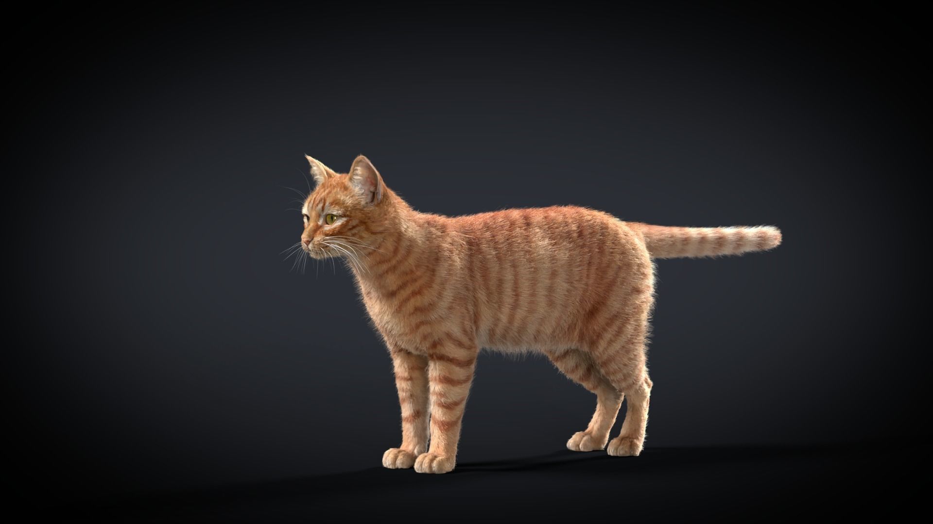 Orange Cat Animated VFX Grace 3D model_14