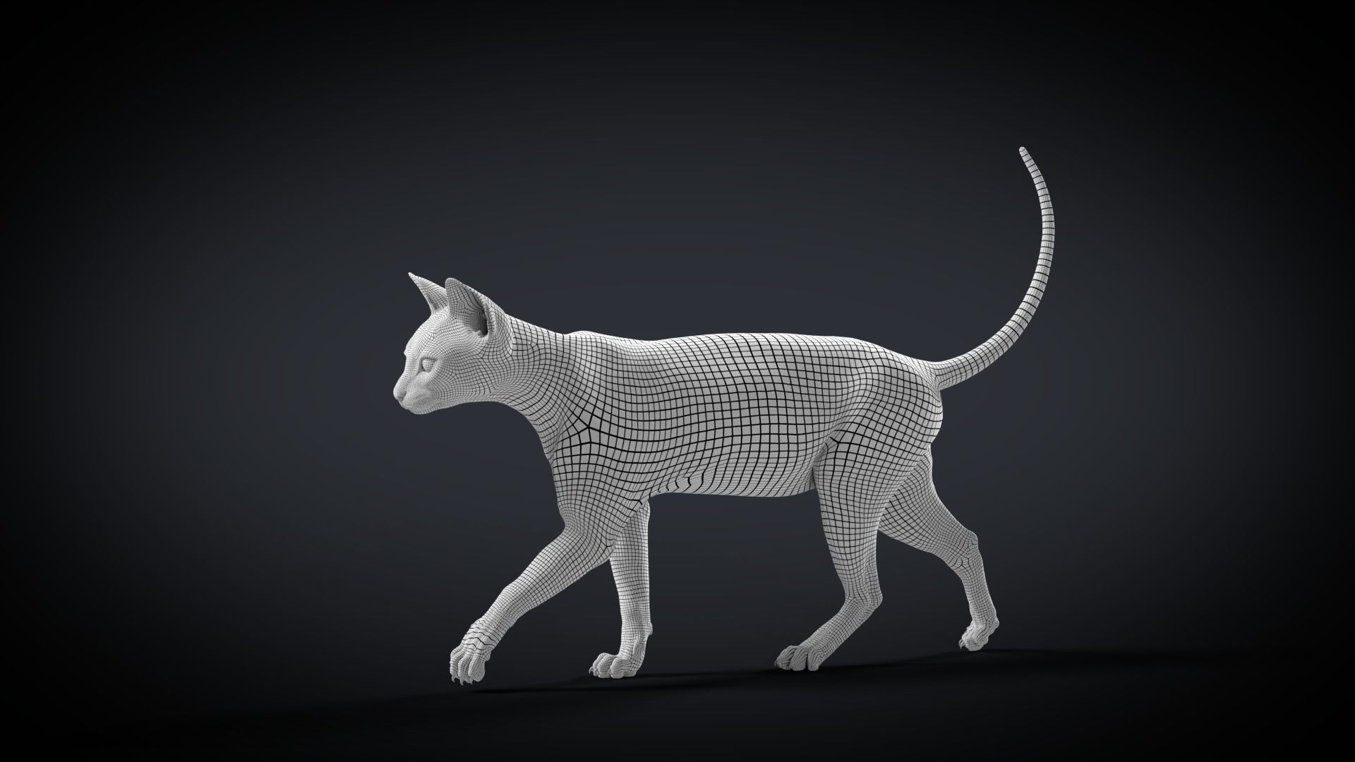 Orange Cat Animated VFX Grace 3D model_19
