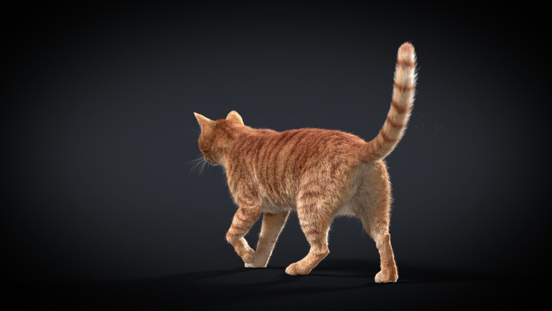 Orange Cat Animated VFX Grace 3D model_12
