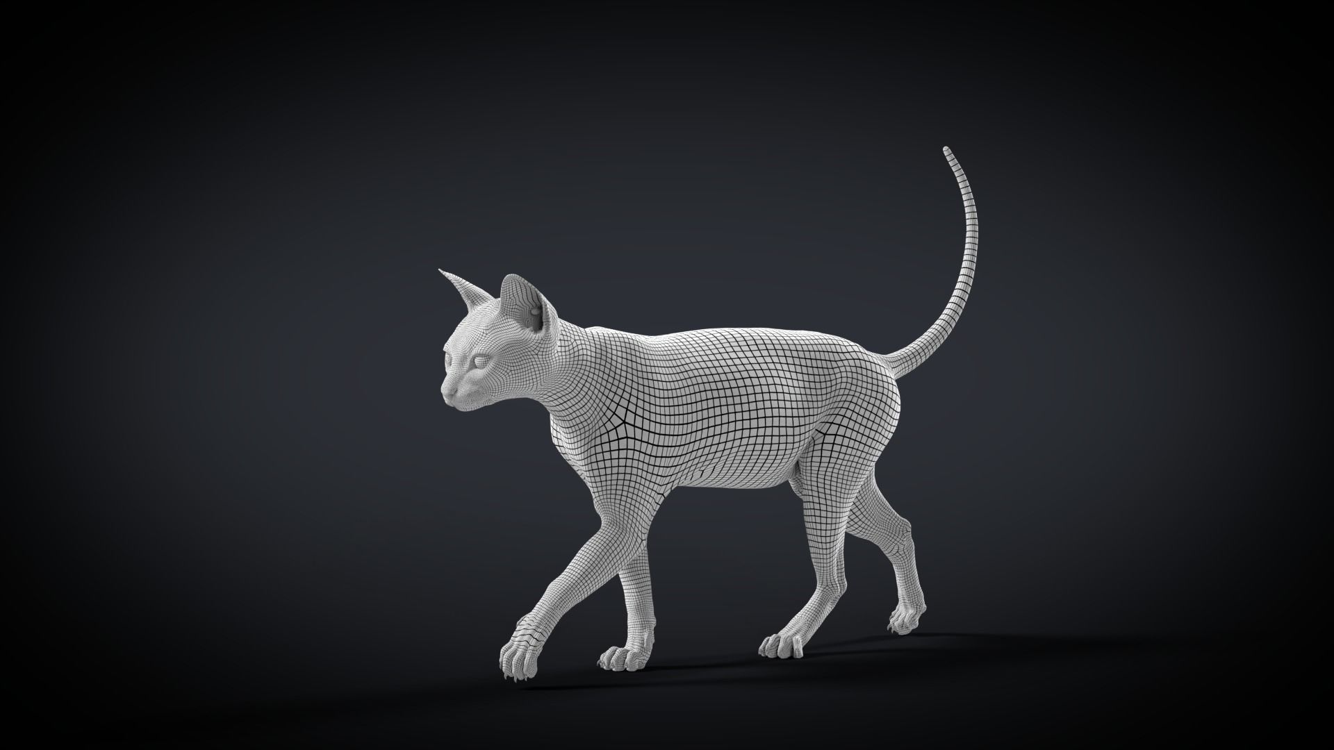 Orange Cat Animated VFX Grace 3D model_20