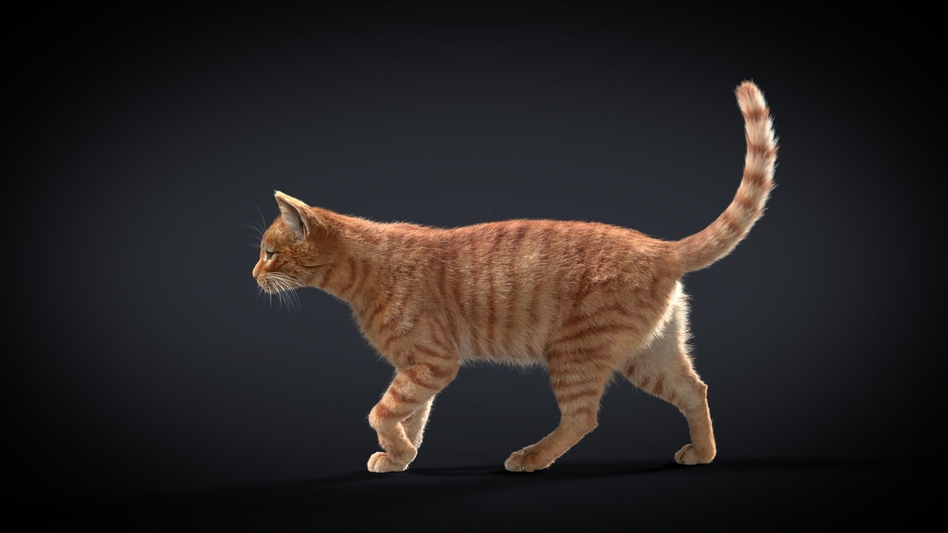 Orange Cat Animated VFX Grace 3D model_10