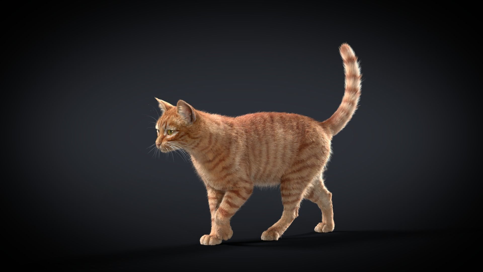 Orange Cat Animated VFX Grace 3D model_11