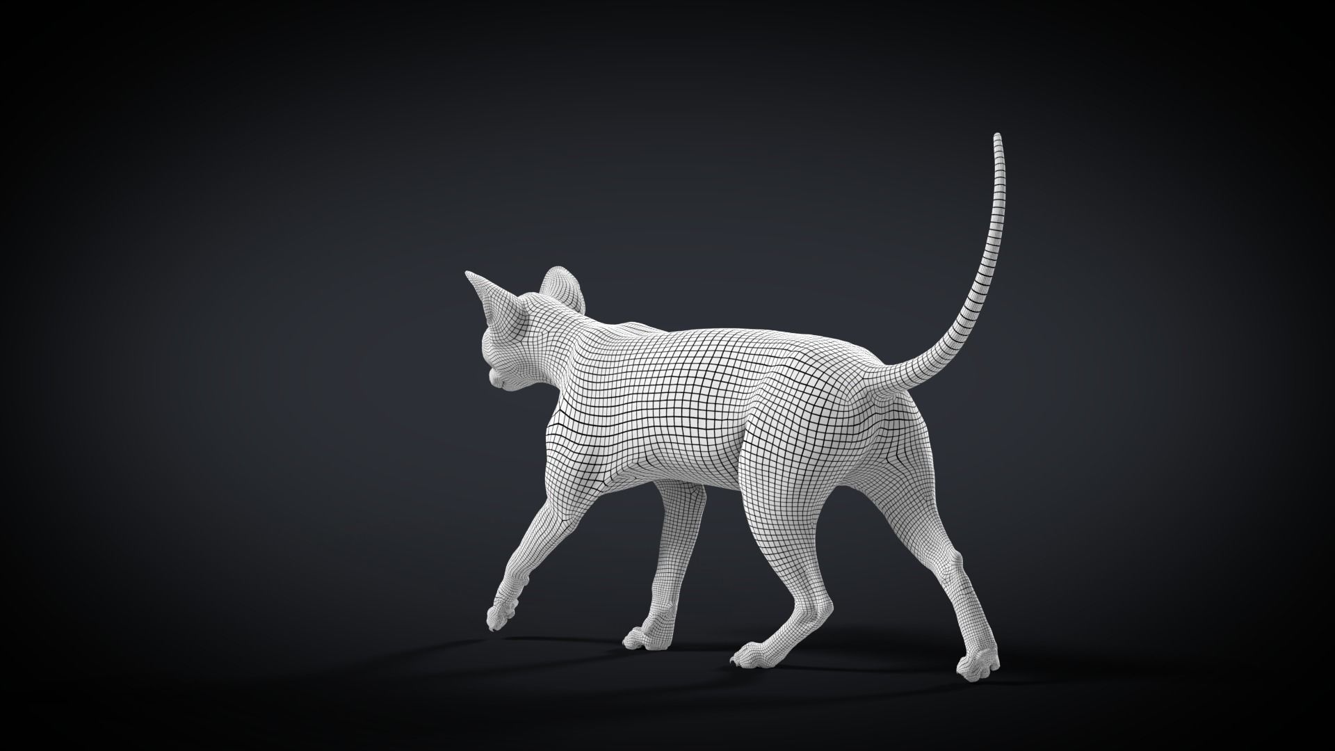 Orange Cat Animated VFX Grace 3D model_21