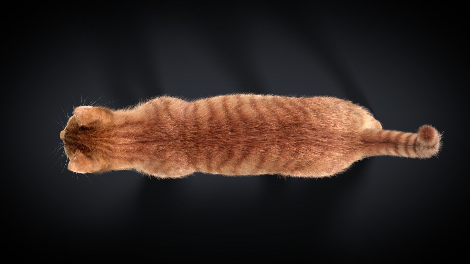 Orange Cat Animated VFX Grace 3D model_13