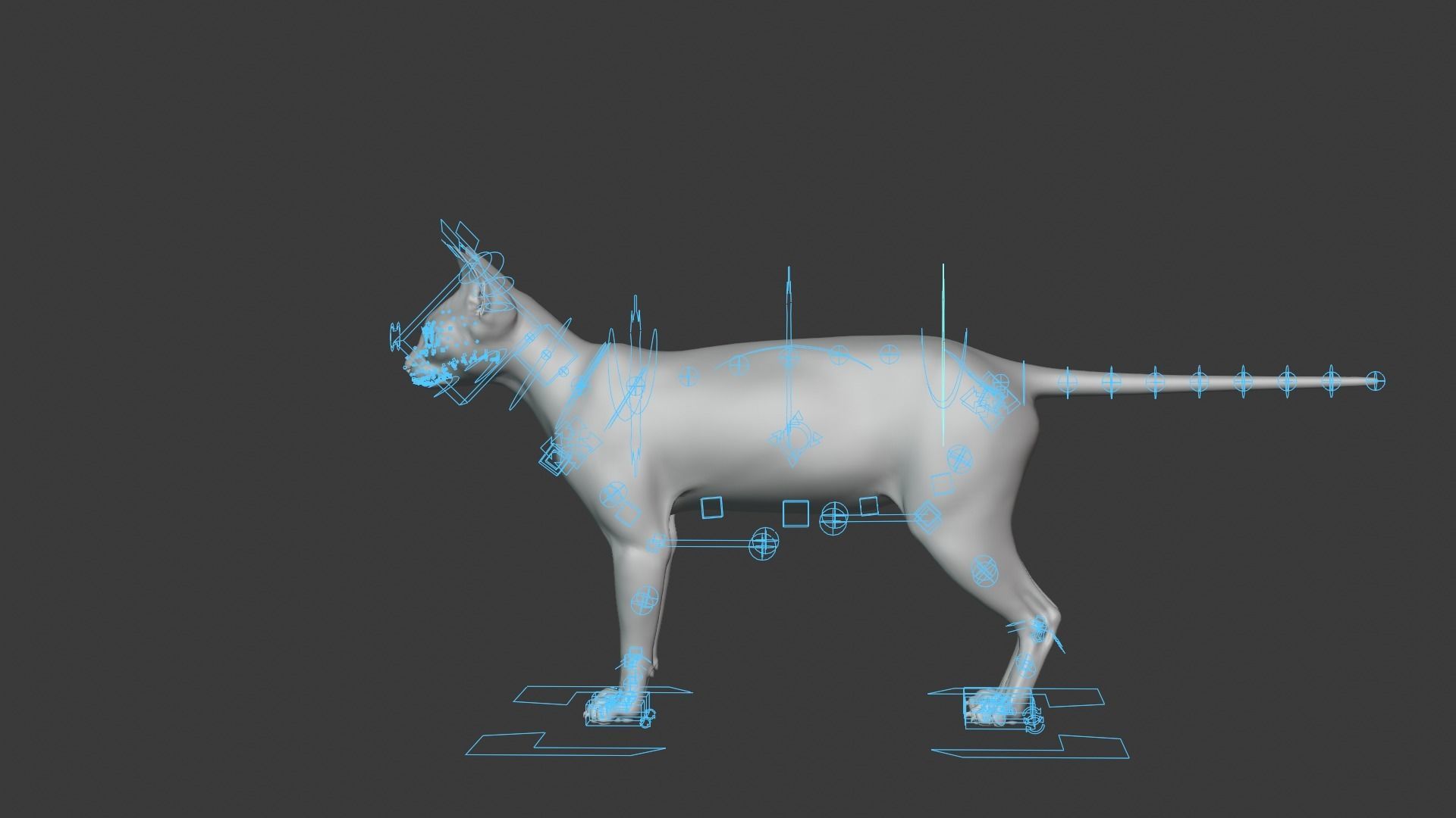 Orange Cat Animated VFX Grace 3D model_15