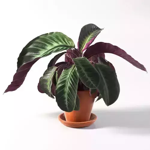 Calathea Warscewiczii in Pot 3D model