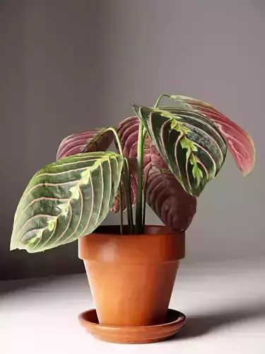 Maranta Plant in Pot 