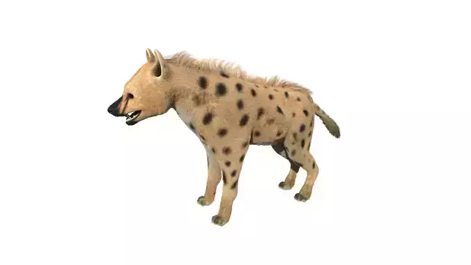 Realistic hyena model with fur 3D model