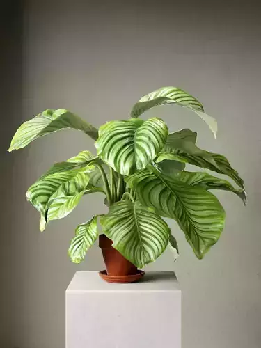 Calathea Orbifolia in Pot 3D model