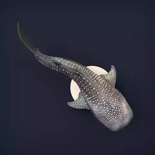 Whale Shark for 3D Printing 3D print model