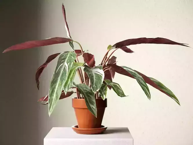 Calathea Triostar in Pot 3D model