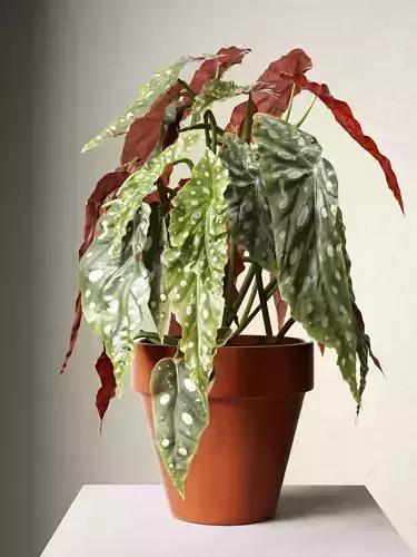 Polka Dot Begonia in Pot