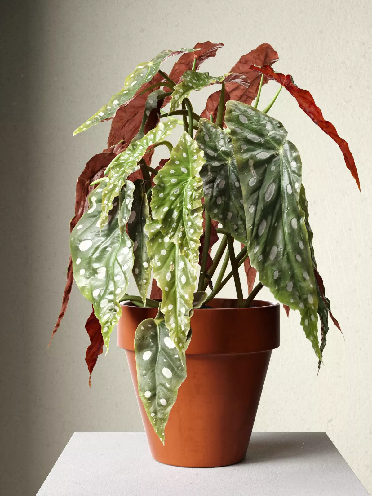 Polka Dot Begonia in Pot 3D model_0