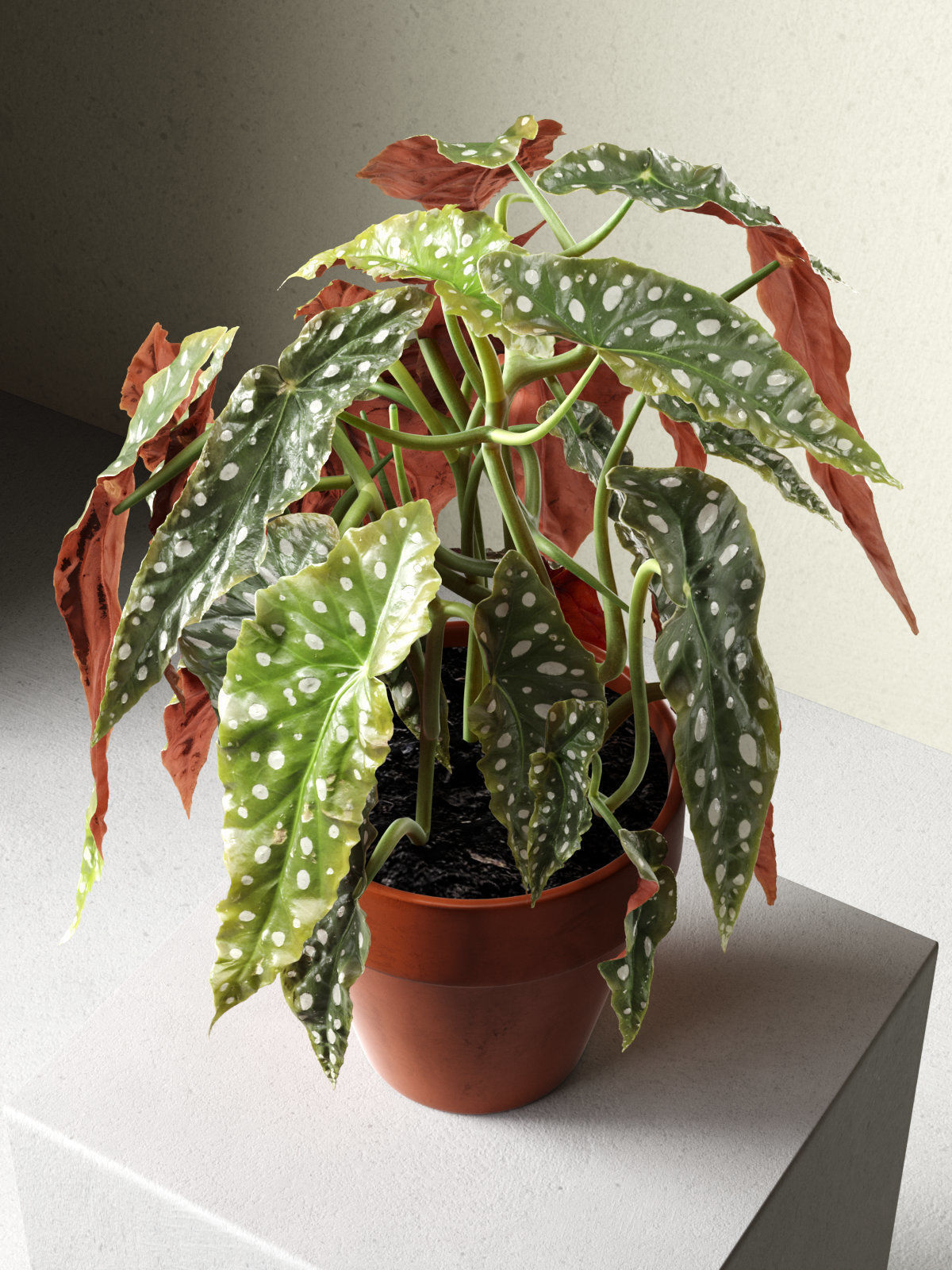 Polka Dot Begonia in Pot 3D model_1