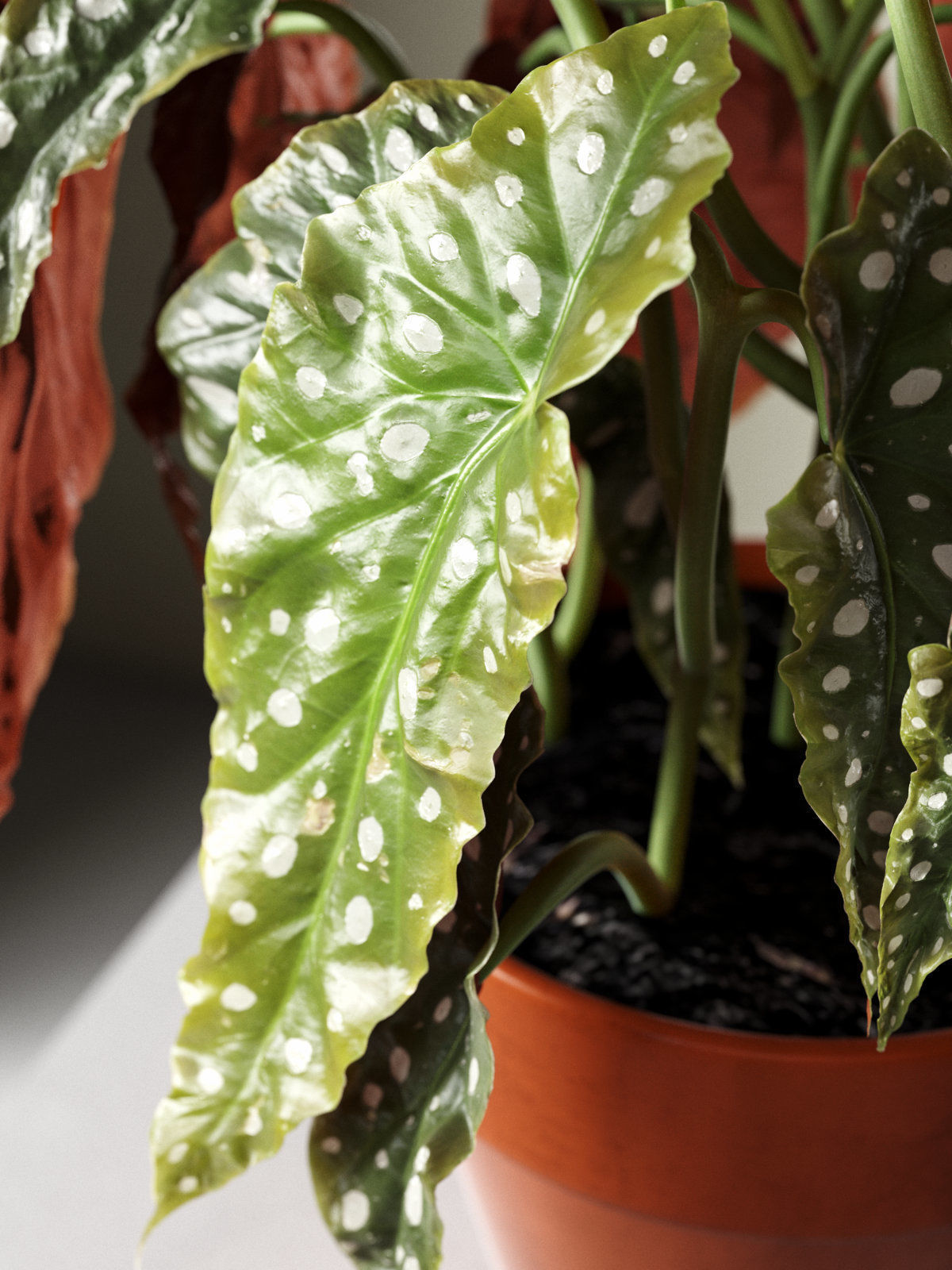 Polka Dot Begonia in Pot 3D model_2
