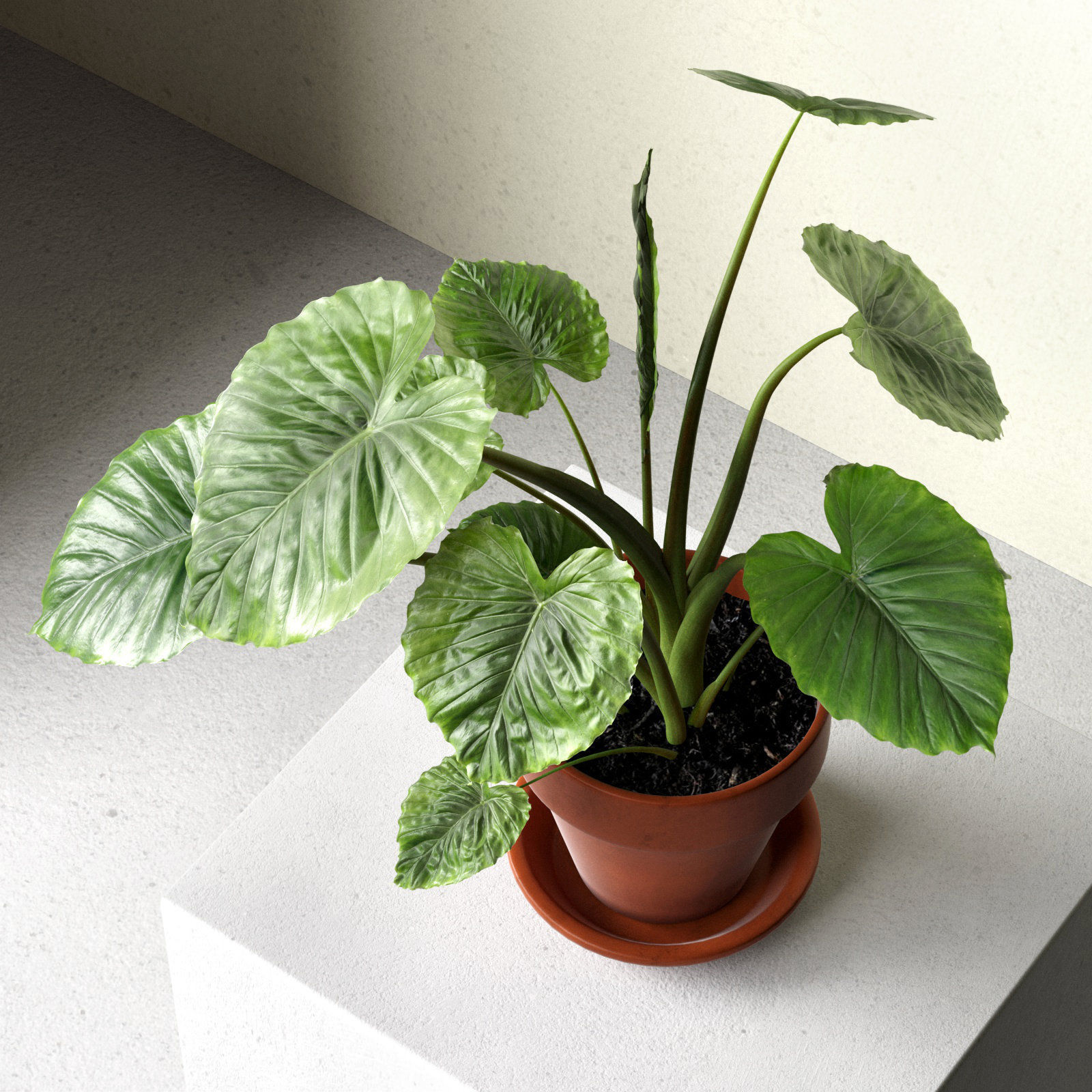 Alocasia Macrorrhiza in Pot 3D model_1
