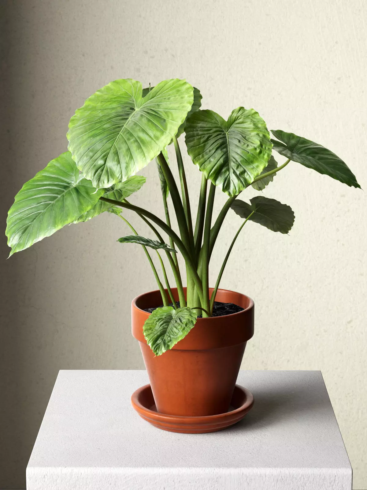 Alocasia Macrorrhiza in Pot 3D model_0