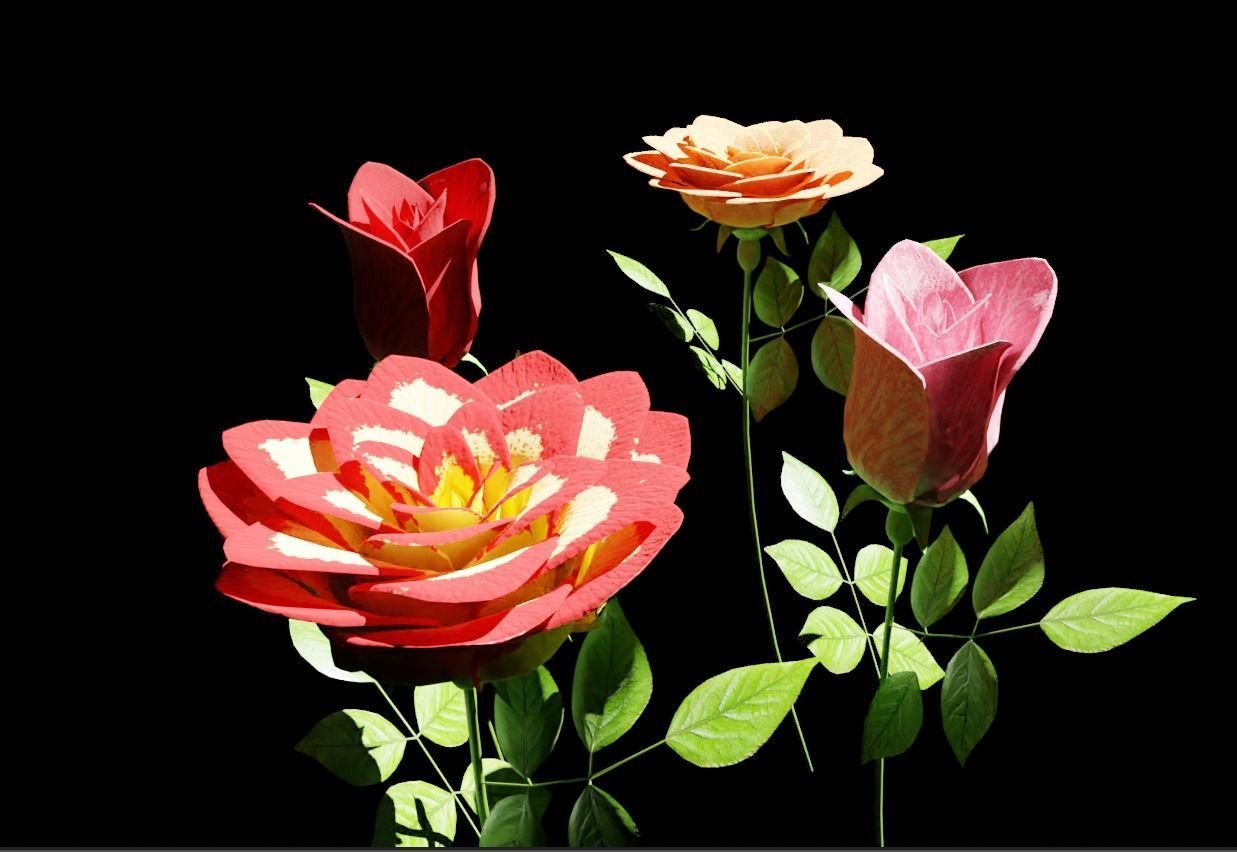 Rose flowers 3D models collection Low-poly 3D model_7